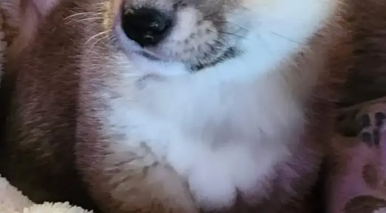 Shiba Inu hodowla Visum Videre FCI