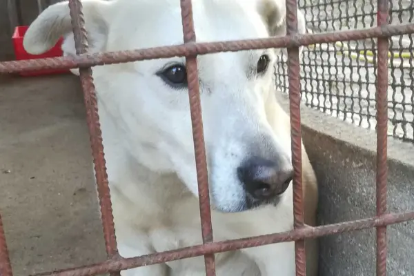 Adopcja psów bubu 