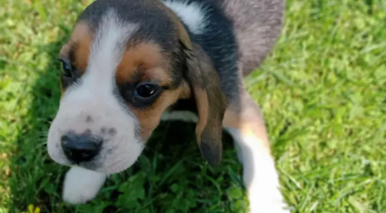 Beagle tricolor
