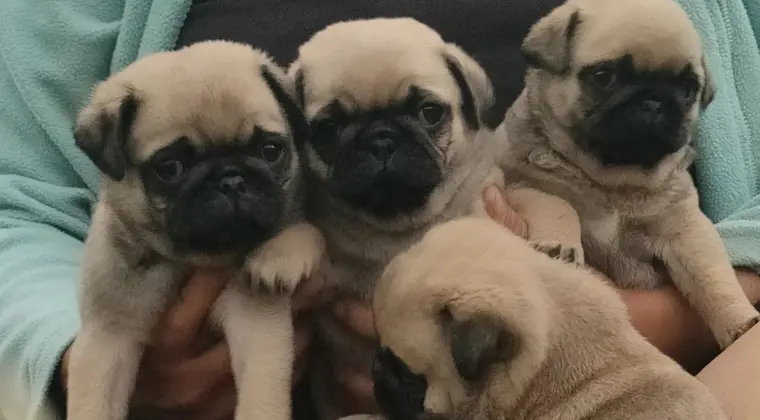 Śliczne szczeniaki rasy mops