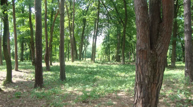 Piękna działka z prawomocnymi warunkami zabudowy na 2 domy koło Warszawy