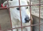 Adopcja psów bubu