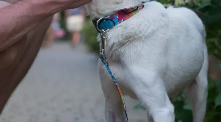 Roki – wrażliwy i delikatny – szukamy domu