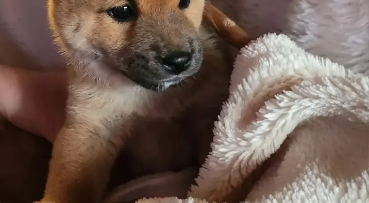 Shiba Inu hodowla Visum Videre FCI