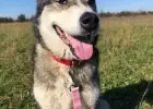 Akito wesoły, łagodny, towarzyski siberian husky ADOPCJA