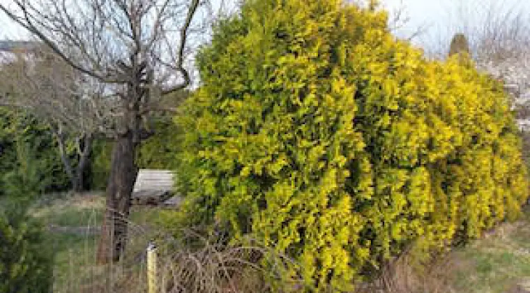 Sprzedam działkę rekreacyjną przy Towimorze o powierzchni 300m2.