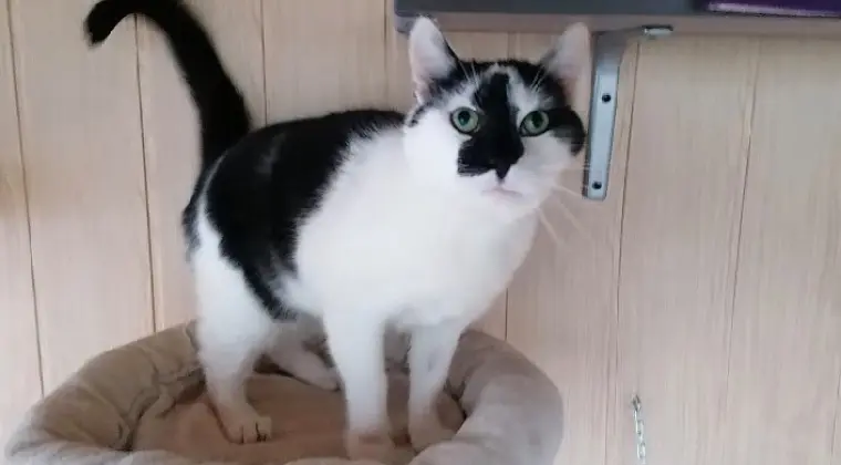 Jestem Gumiś! Adoptujesz mnie?