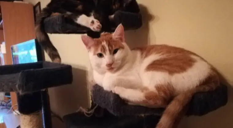 Wspaniały ułożony kocurek