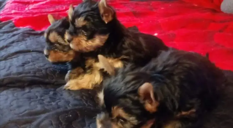 Yorkshire terrier 