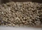 Kawa zielona – niepalona, Robusta 100% (Wietnam)