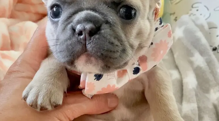 pilne.. szczeniak buldoga francuskiego do adopcji