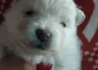 Pomeranian szpic miniaturowy z rodowodem ZKWP FCI pedigree