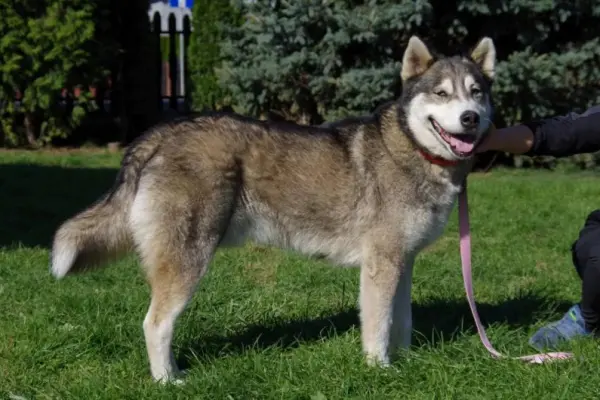 Akito wesoły, łagodny, towarzyski siberian husky ADOPCJA