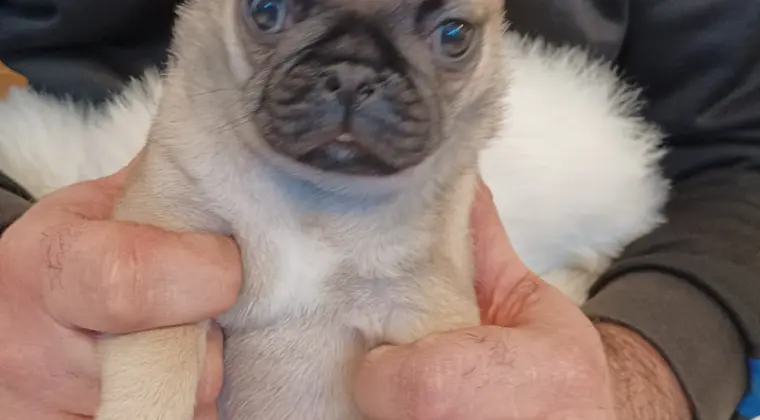 Śliczne szczeniaki rasy mops