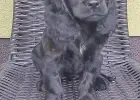 Cocer Spaniel Angielski