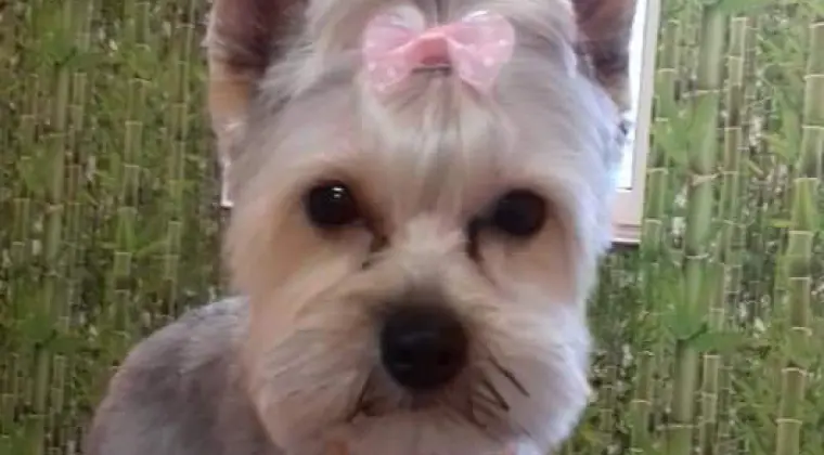 Psi fryzjer Elfion Leśnica 