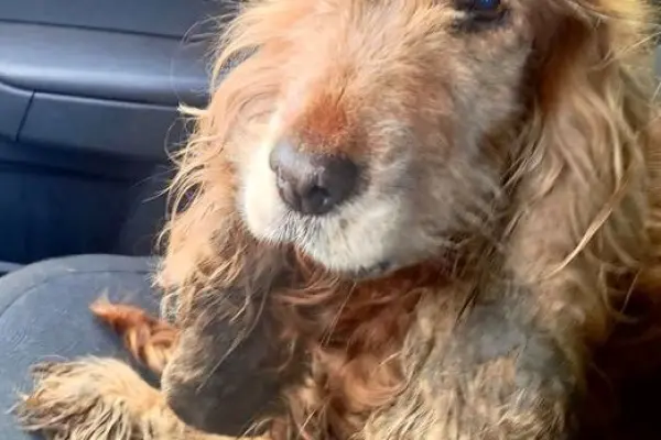 Bronia SPANIEL, niekonfliktowa starowinka szuka kochającego domu!
