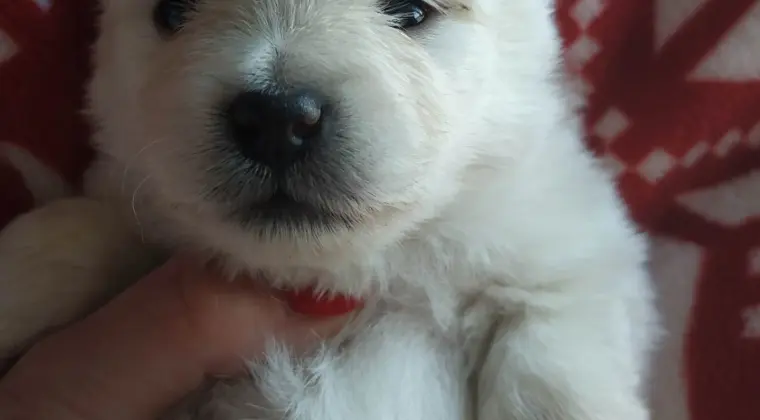Pomeranian szpic miniaturowy z rodowodem ZKWP FCI pedigree