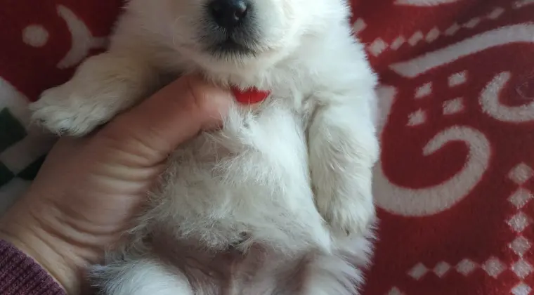 Pomeranian szpic miniaturowy z rodowodem ZKWP FCI pedigree