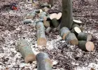 Wycinka drzew , koszenie trawników, przycinanie ,ogrodnik