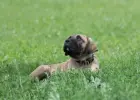 Presa Canario Dog Kanaryjski
