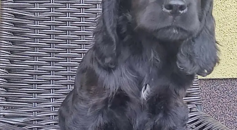 Cocer Spaniel Angielski
