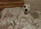 Szczenieta Dog Argentynski Dogo Argentino po wybitnych rodzicach