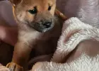 Shiba Inu hodowla Visum Videre FCI