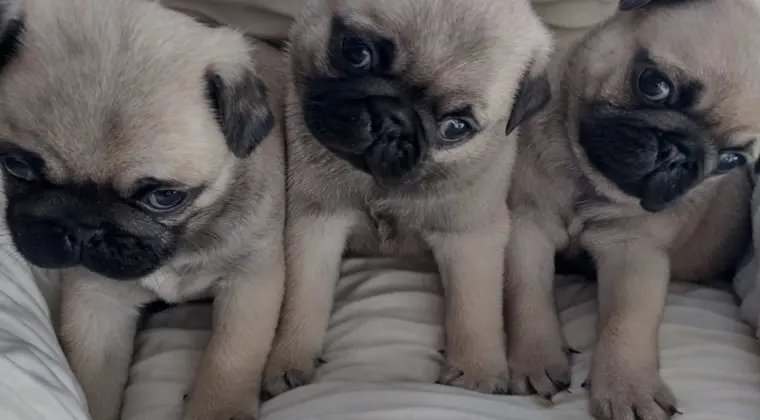 Śliczne szczeniaki rasy mops