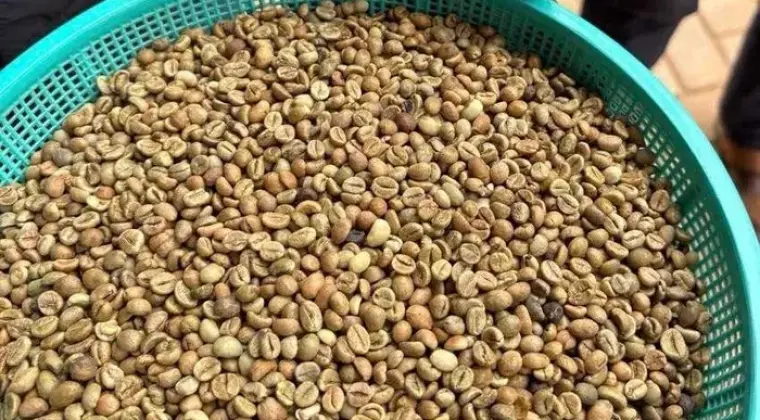 Kawa zielona – niepalona, Robusta 100% (Wietnam)