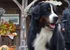 Bernese Mountain Dog insemination services frozen and chilled semen still available