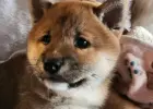 Shiba Inu hodowla Visum Videre FCI