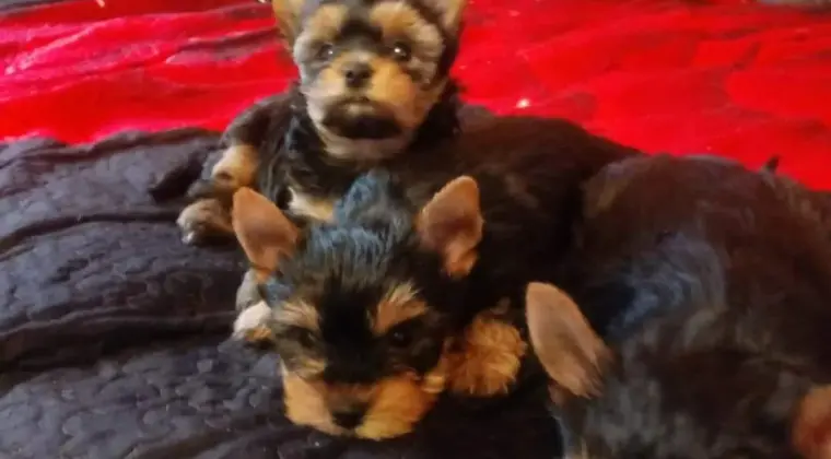 Yorkshire terrier 