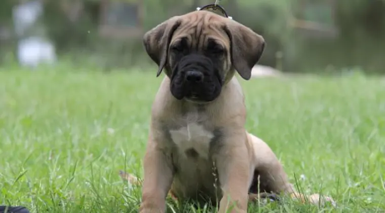 Presa Canario Dog Kanaryjski