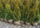 Tuja Szmaragd/ Thuja occidentalis 'Smaragd' 100cm Balot