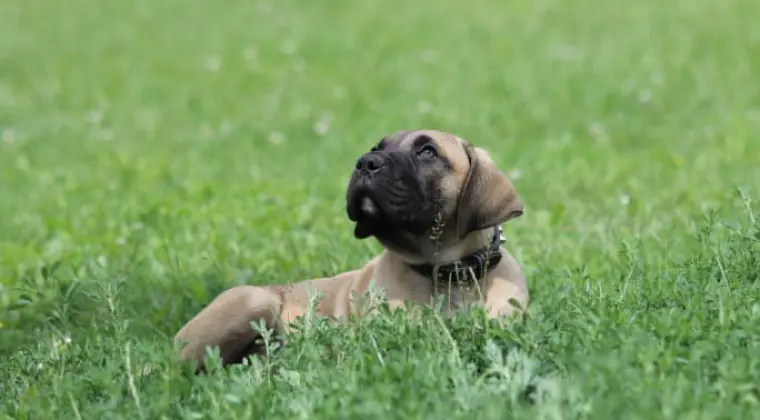 Presa Canario Dog Kanaryjski