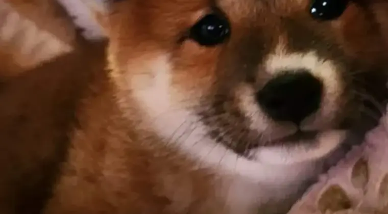 Shiba Inu hodowla Visum Videre FCI