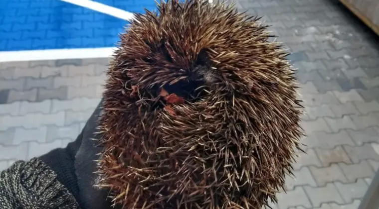 Ekspertyzy przyrodnicze, Karty Informacyjne Przedsięwzięcia, przygotowanie inwestycji w terenie cennym przyrodniczo