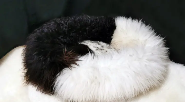 Legowiska dla psów Skóra owcza - producent Adam Leather