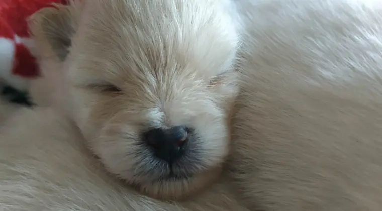 Pomeranian szpic miniaturowy z rodowodem ZKWP FCI pedigree