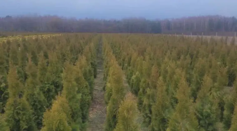 Tuja Szmaragd/ Thuja occidentalis 'Smaragd' 120-130 Balot