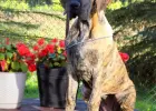 Dog niemiecki suczka pręgowana