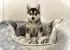 Pomsky Szczenięta Warszawa