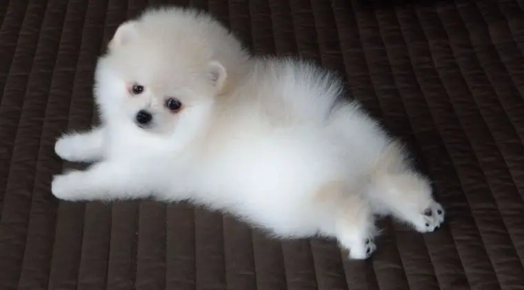 Czysto białe szczenięta pomorskie