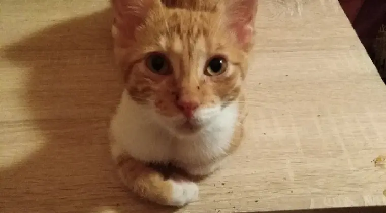 Adaś 4 miesięczny rudy kocurek adopcja