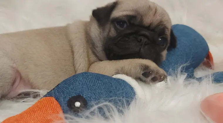 Śliczne szczeniaki rasy mops