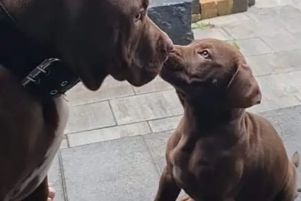 American pit bull