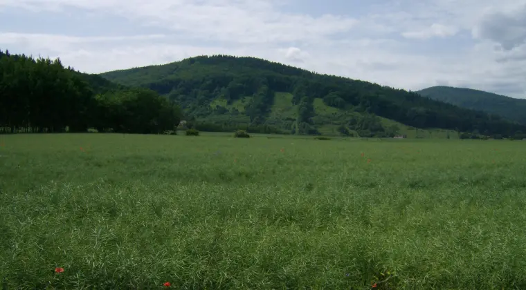 Przyjaźń szanujących się niepełnosprawnych! Jedna odważniejsza poszukiwana!