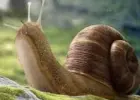 Skup ślimaka winniczka
