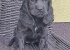 Cocer Spaniel Angielski